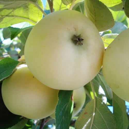 Сорт яблок Белый налив в Кромские сады Орловской области